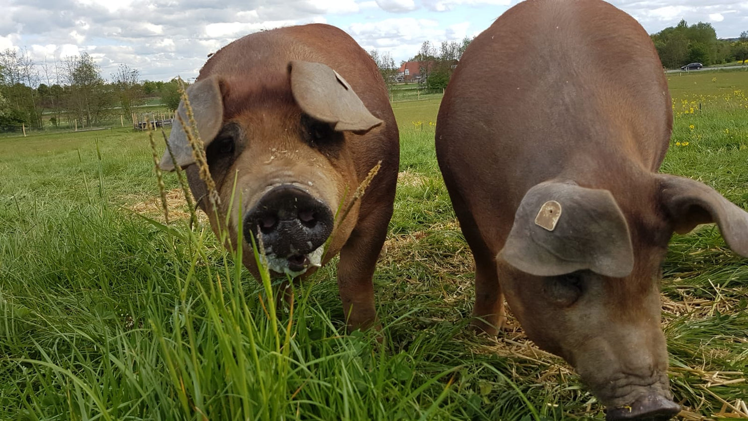 Gäu Weideschwein
